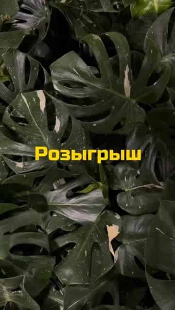 Изображение поста розыгрыша