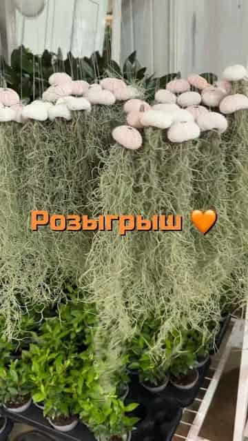 Изображение поста розыгрыша